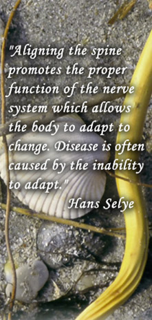 Aligning the spine promotes the proper function of the nerve system which allows the body to adapt to change. Disease is often caused by the inability to adapt. Hans Selye